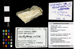 Foto (Objekt + Etiketten) von Cycloprosopon conspicuum (Lorenthey & Beurlen, 1929) 